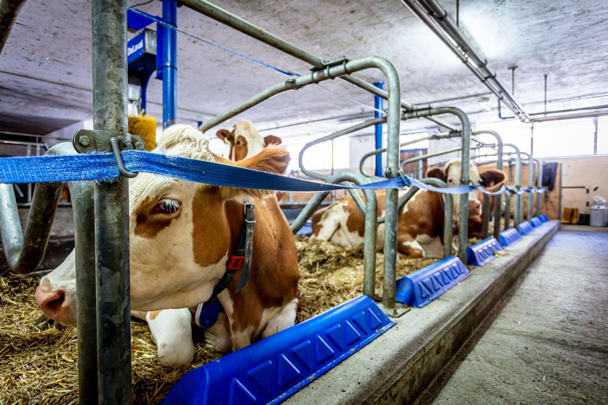 Ferienwohnungen Am Biobauernhof Lahner Bramberg am Wildkogel Kültér fotó