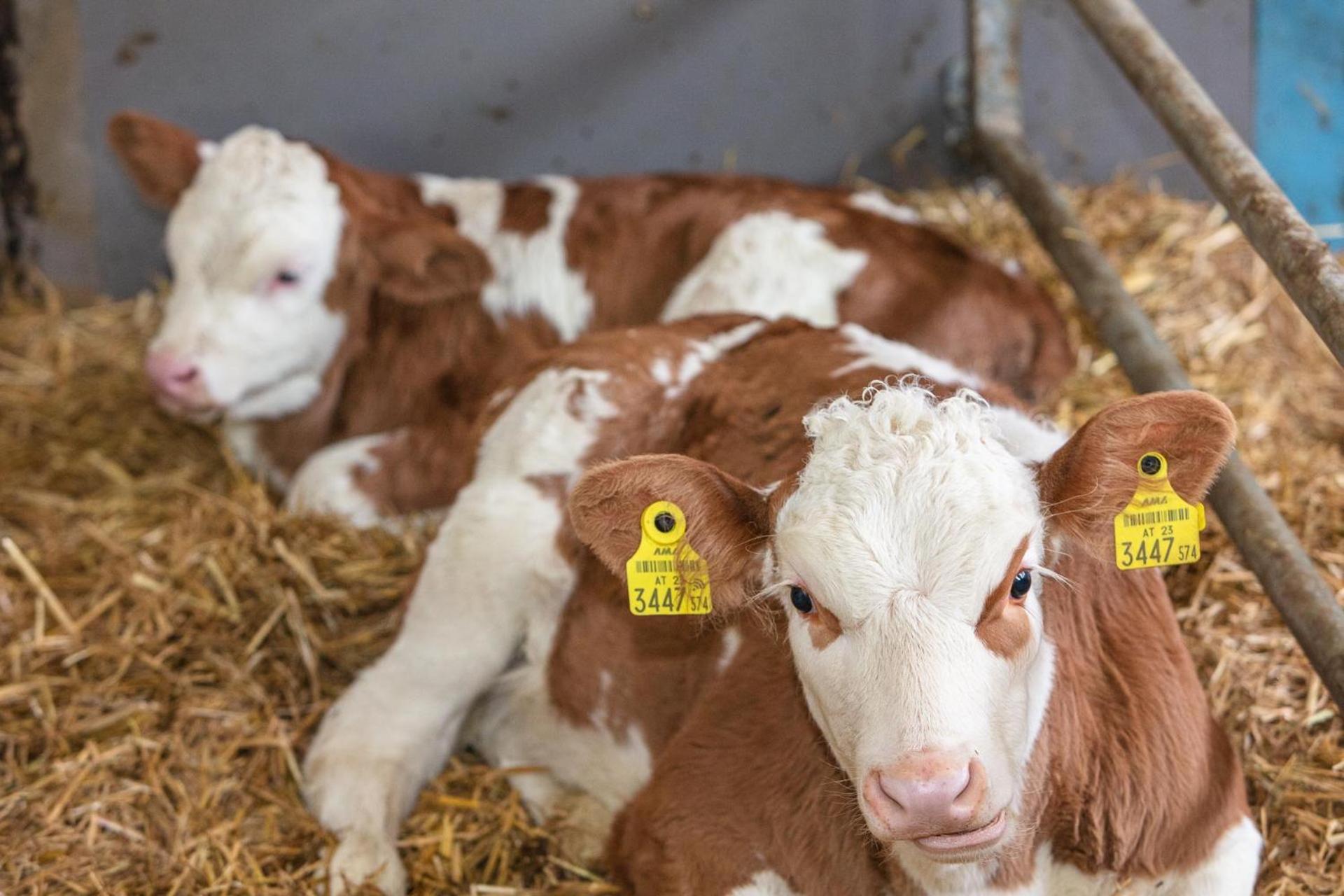 Ferienwohnungen Am Biobauernhof Lahner Bramberg am Wildkogel Kültér fotó