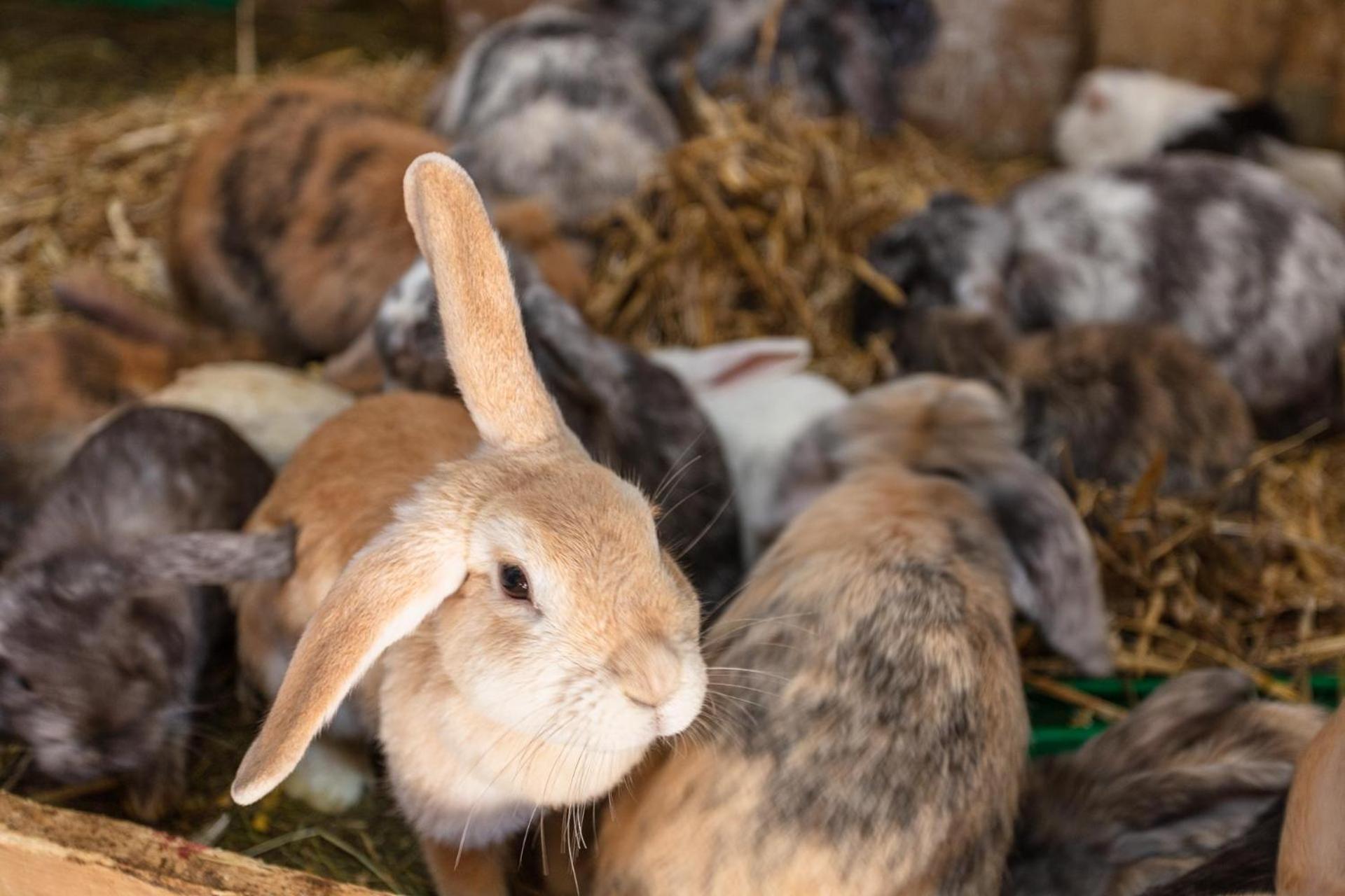 Ferienwohnungen Am Biobauernhof Lahner Bramberg am Wildkogel Kültér fotó