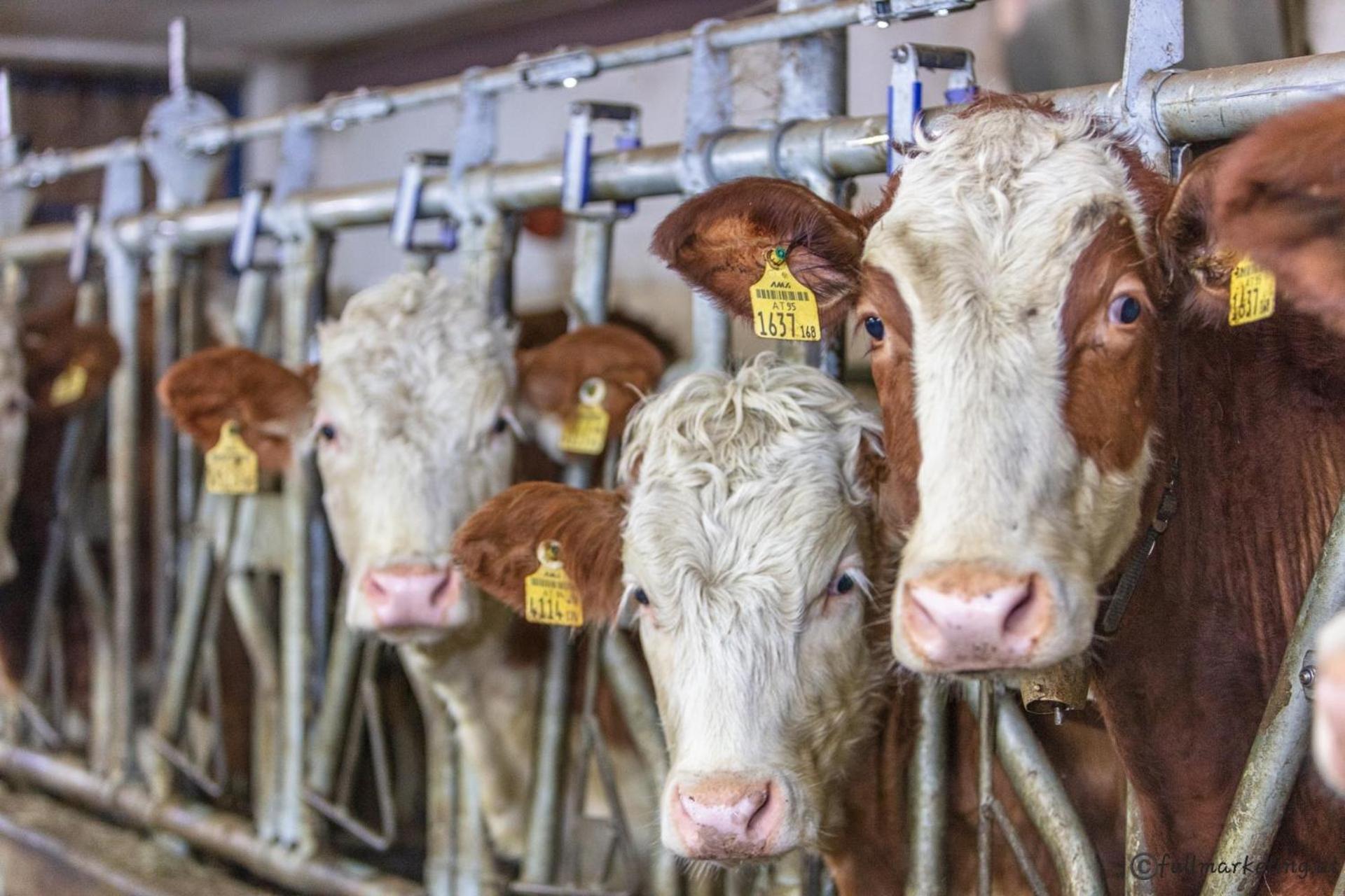 Ferienwohnungen Am Biobauernhof Lahner Bramberg am Wildkogel Kültér fotó